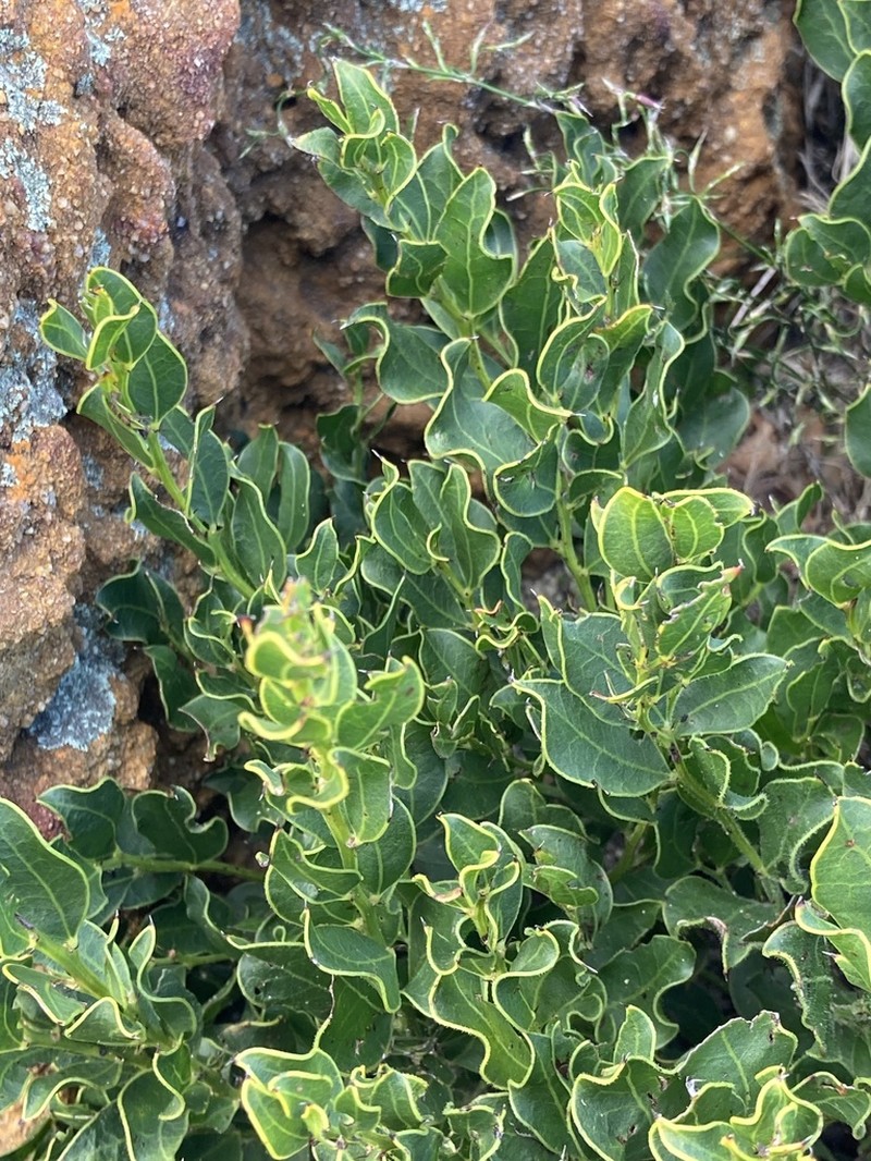 Acacia obovata photo 5