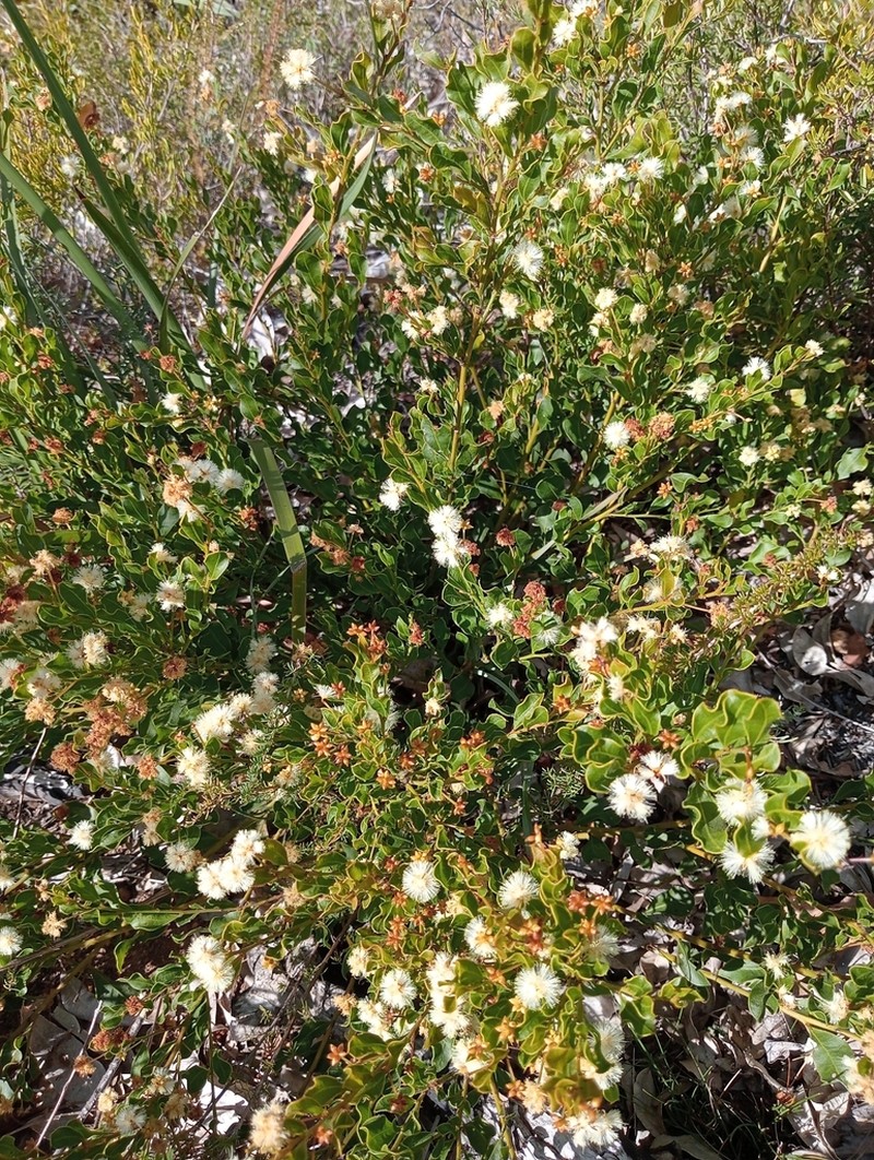 Acacia obovata photo 6