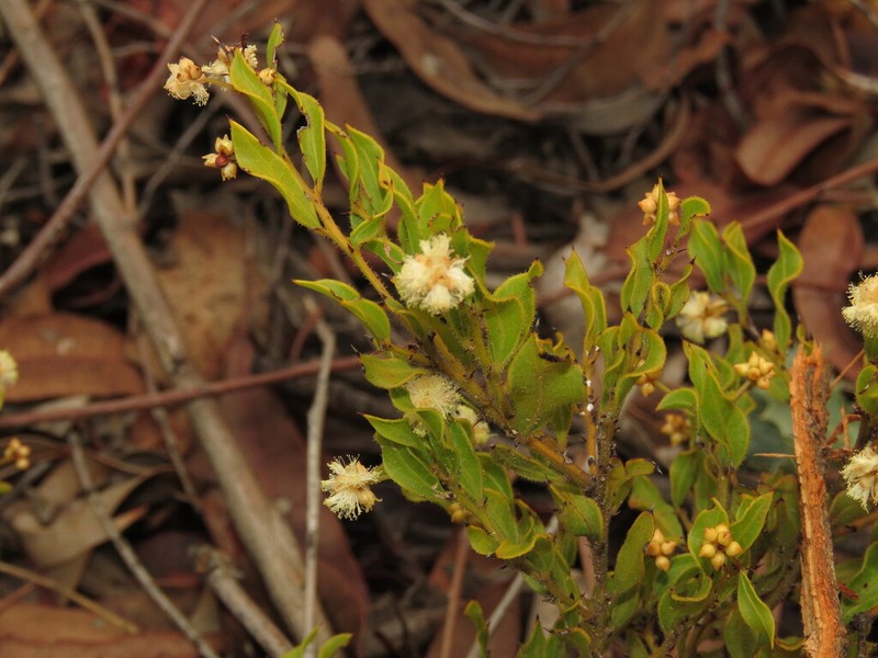Acacia obovata photo 8