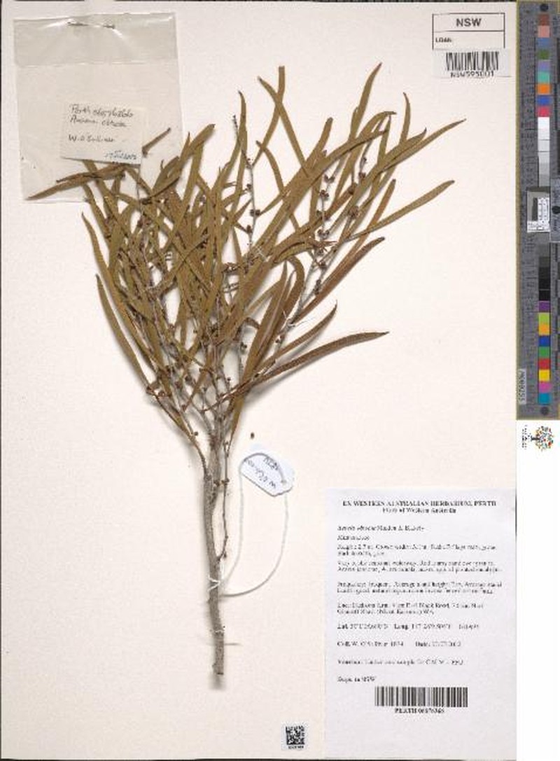Acacia obtecta photo 2