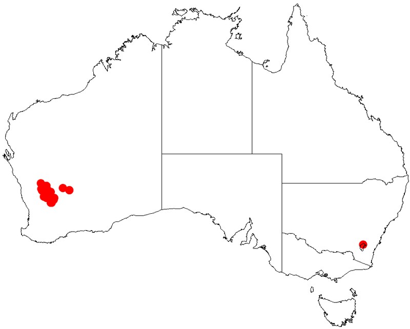 Acacia obtecta