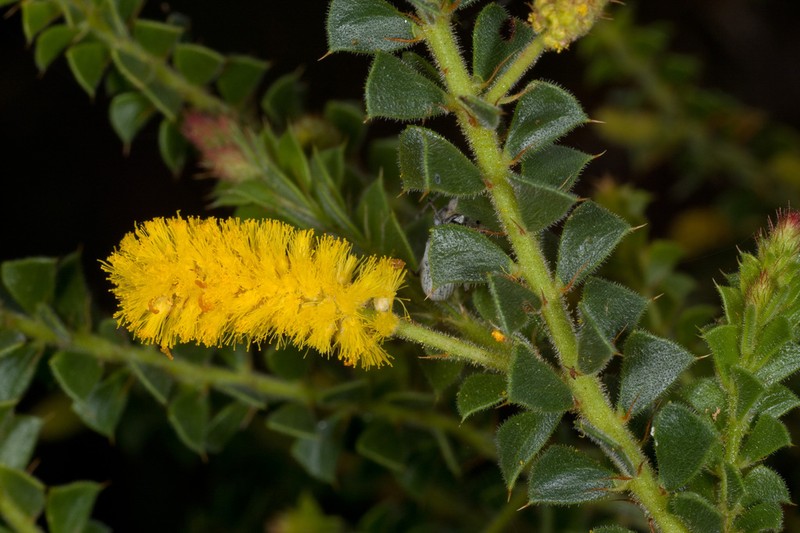 Acacia obtriangularis photo 4