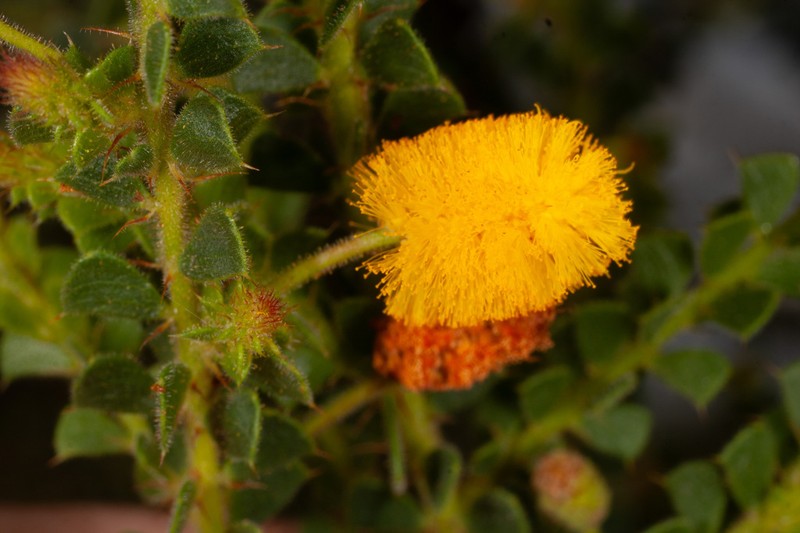 Acacia obtriangularis photo 5