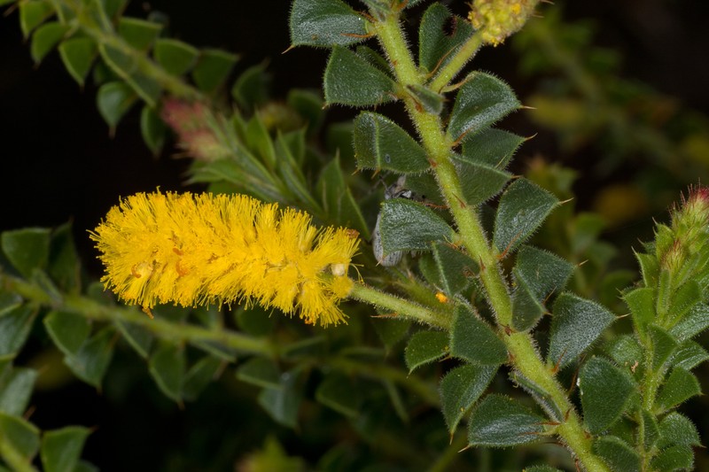 Acacia obtriangularis photo 6