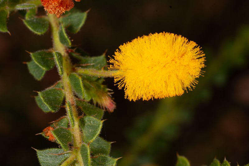 Acacia obtriangularis photo 8