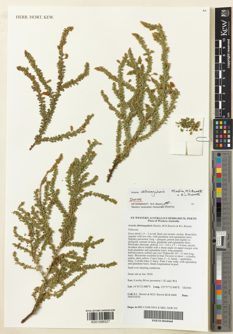 Acacia obtriangularis