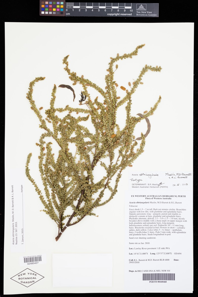 Acacia obtriangularis photo 2