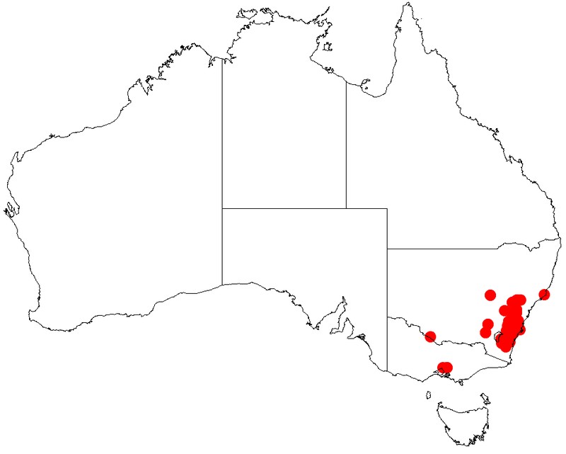Acacia obtusata
