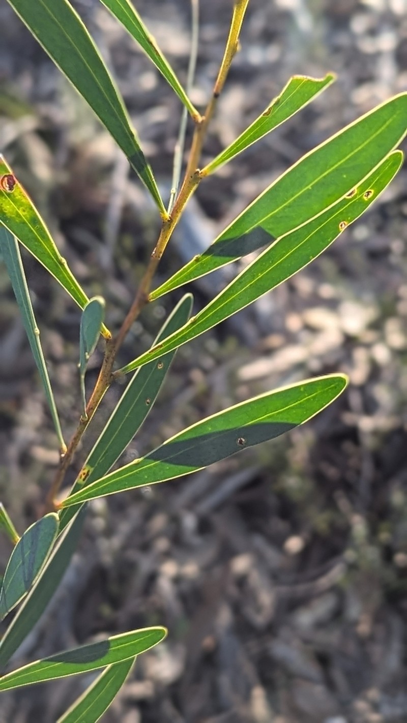 Acacia obtusata photo 2