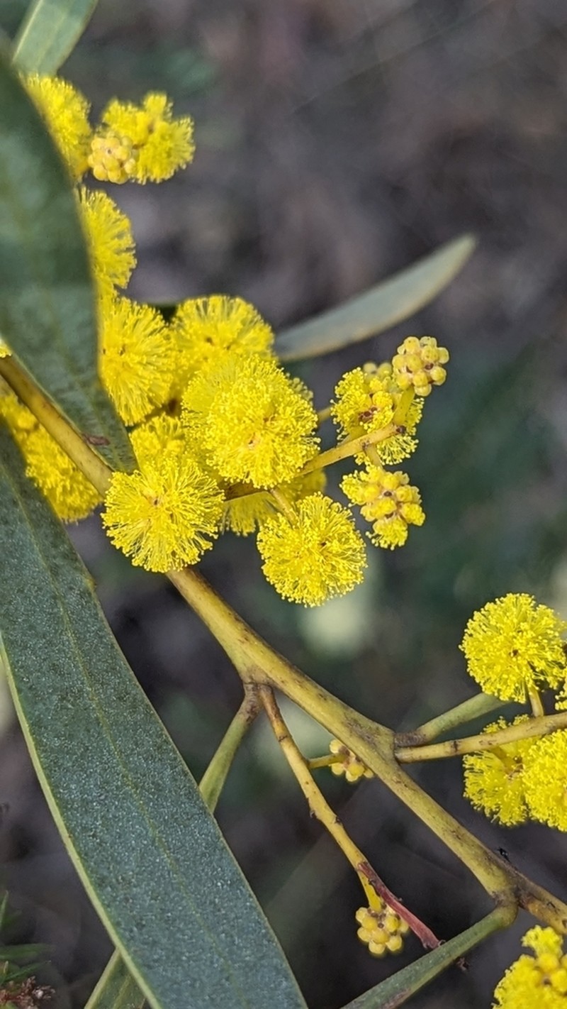 Acacia obtusata photo 3