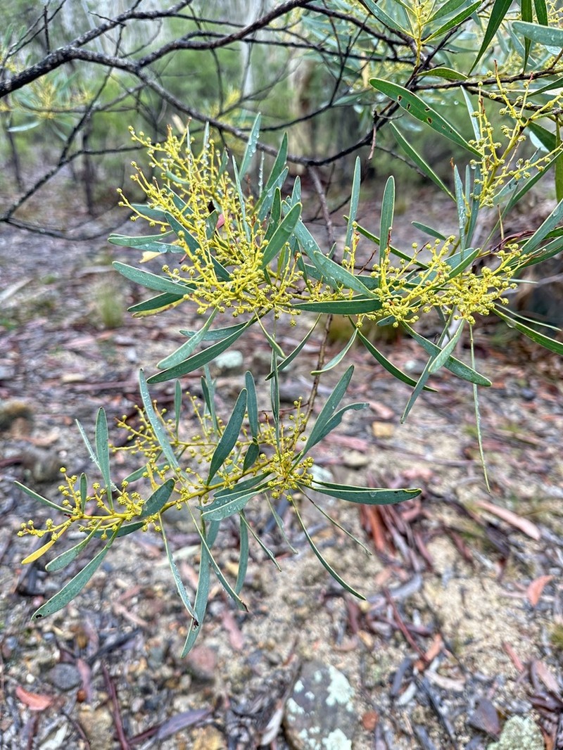 Acacia obtusata photo 4