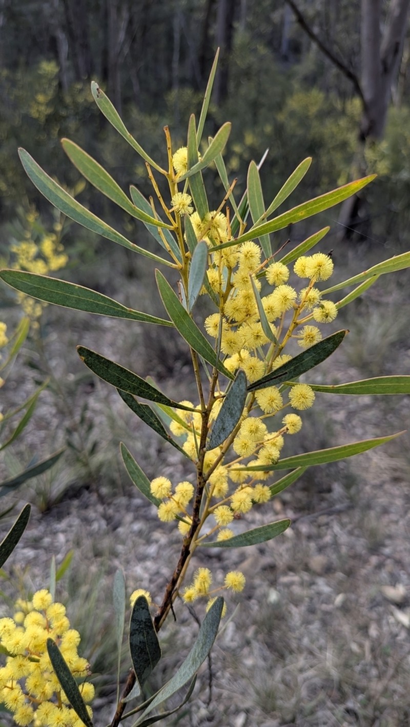 Acacia obtusata photo 5