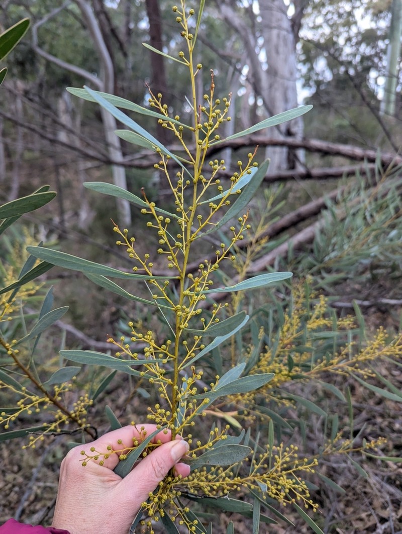 Acacia obtusata photo 6