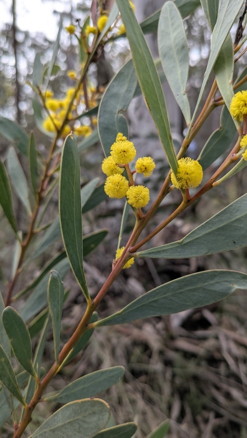 Acacia obtusata photo 7