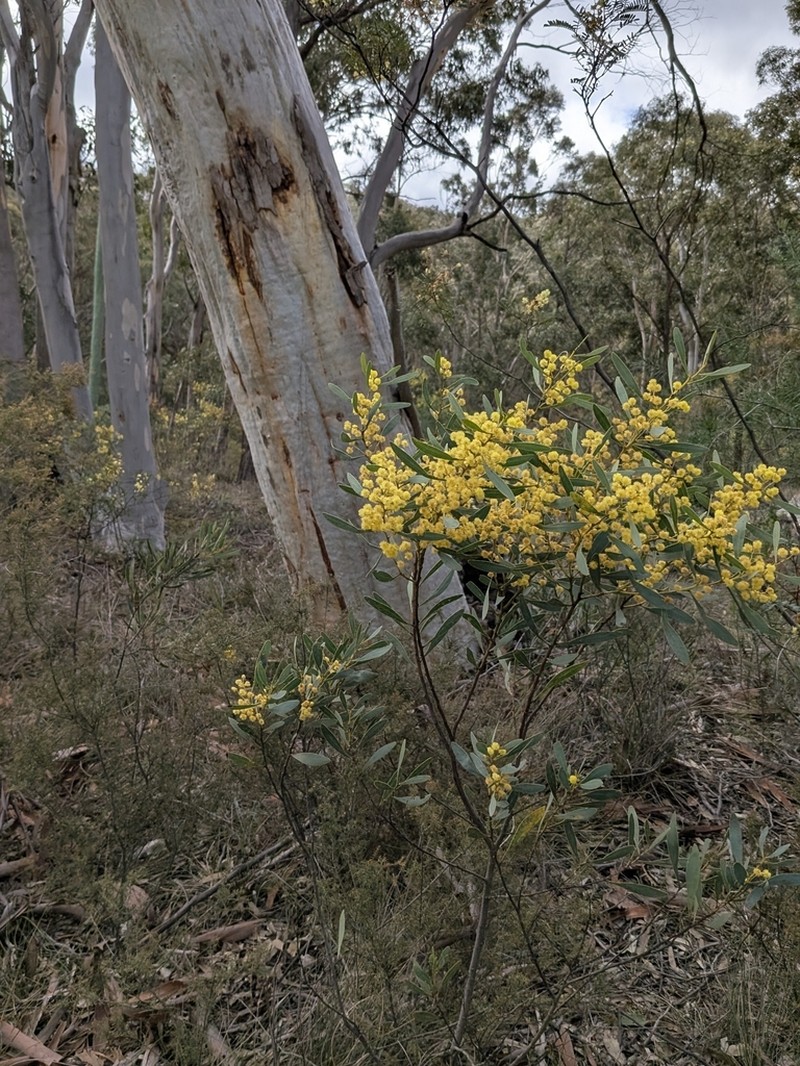 Acacia obtusata photo 8