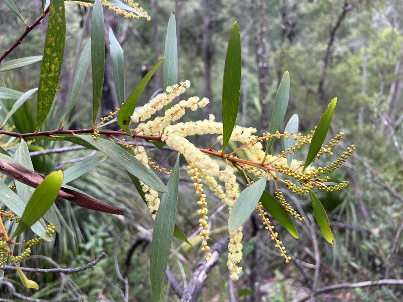 Acacia obtusifolia photo 2