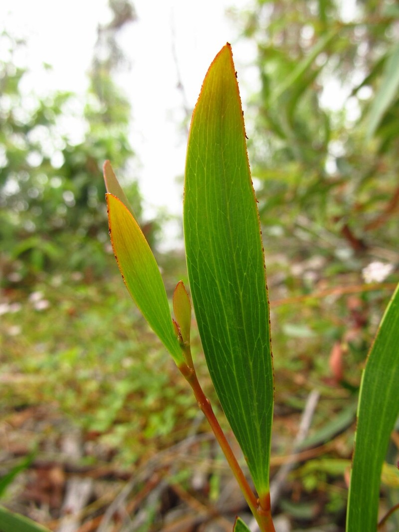 Acacia obtusifolia photo 3
