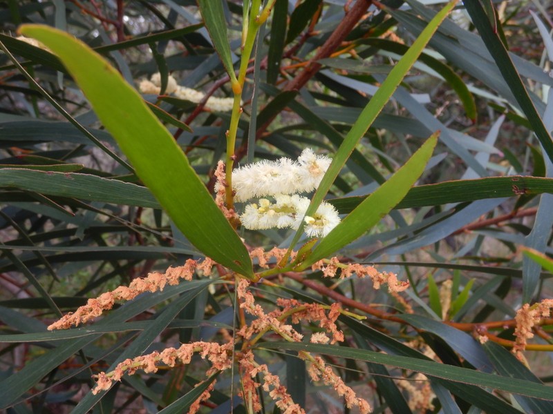 Acacia obtusifolia photo 4