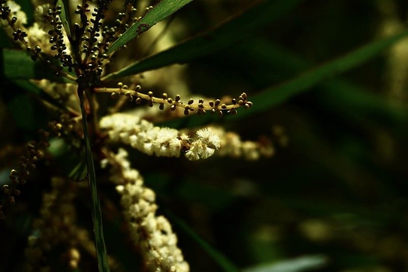 Acacia obtusifolia photo 5