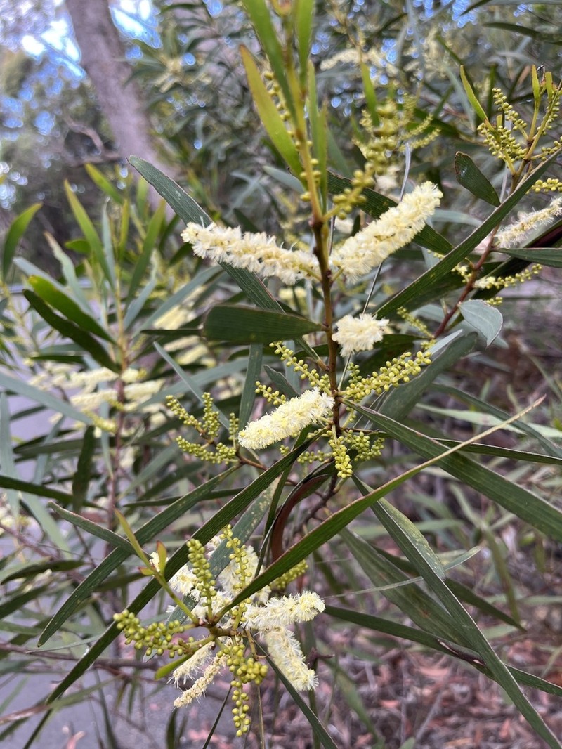 Acacia obtusifolia photo 6