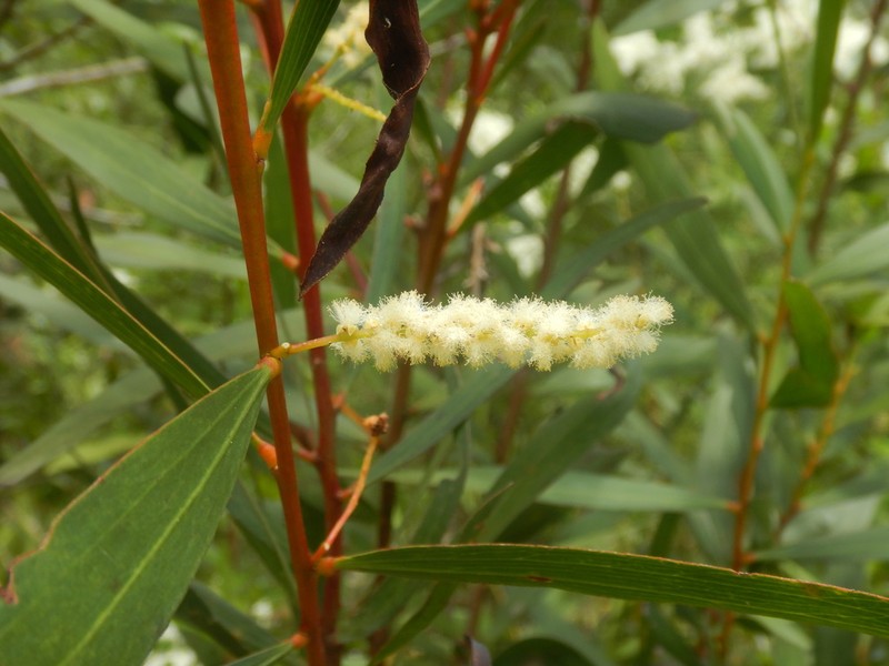 Acacia obtusifolia photo 7