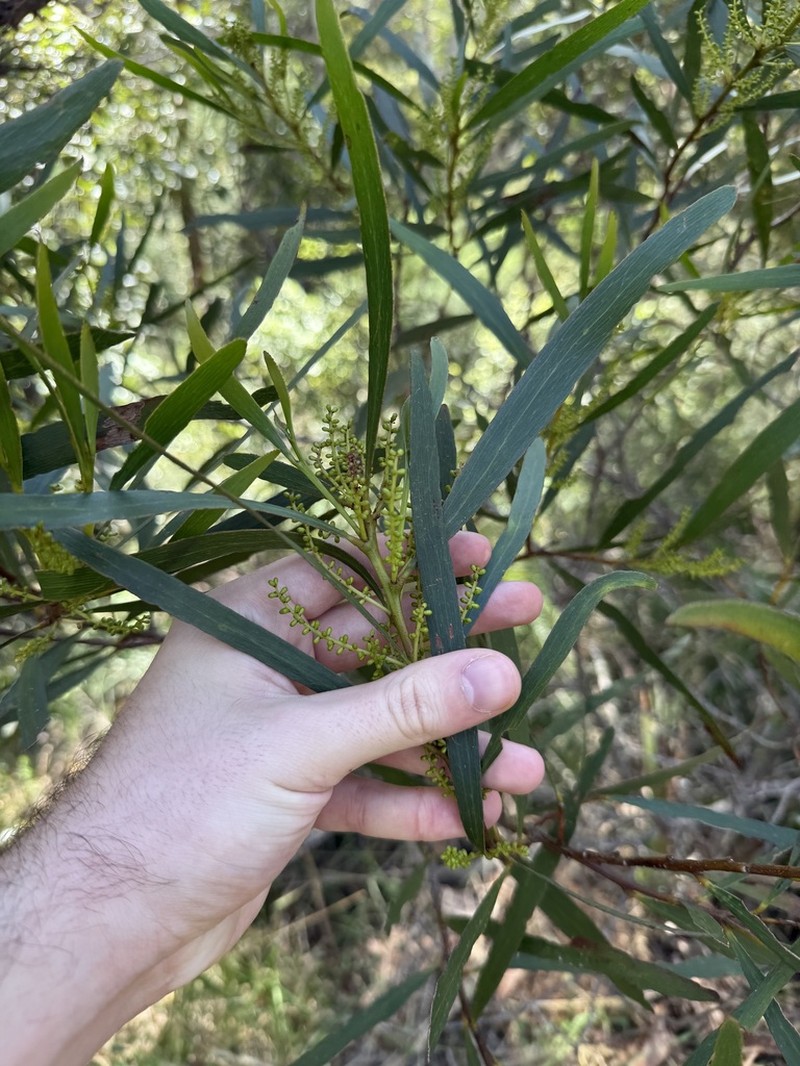 Acacia obtusifolia photo 8