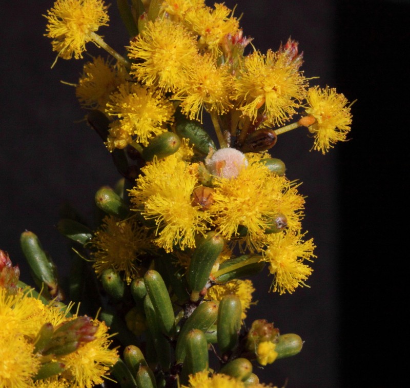 Acacia octonervia photo 2