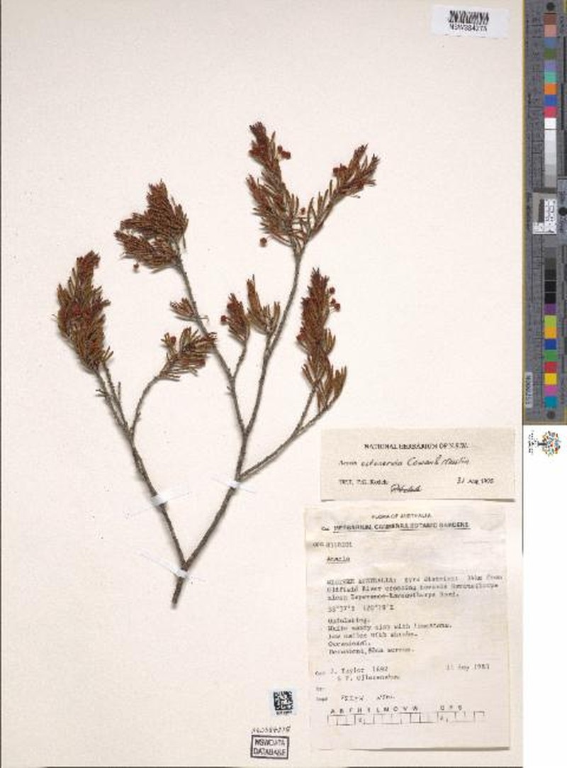 Acacia octonervia photo 4