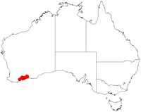 Acacia octonervia