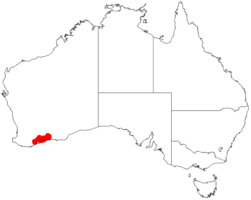 Acacia octonervia
