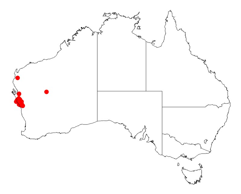 Acacia oldfieldii
