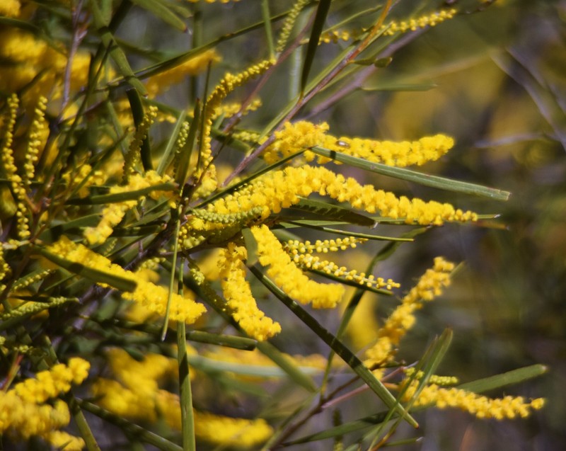 Acacia oldfieldii photo 4