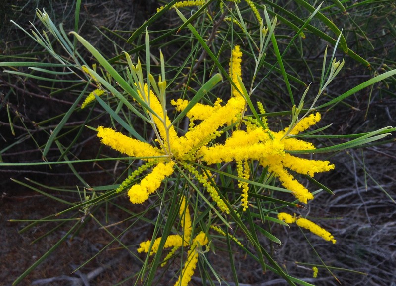 Acacia oldfieldii photo 5