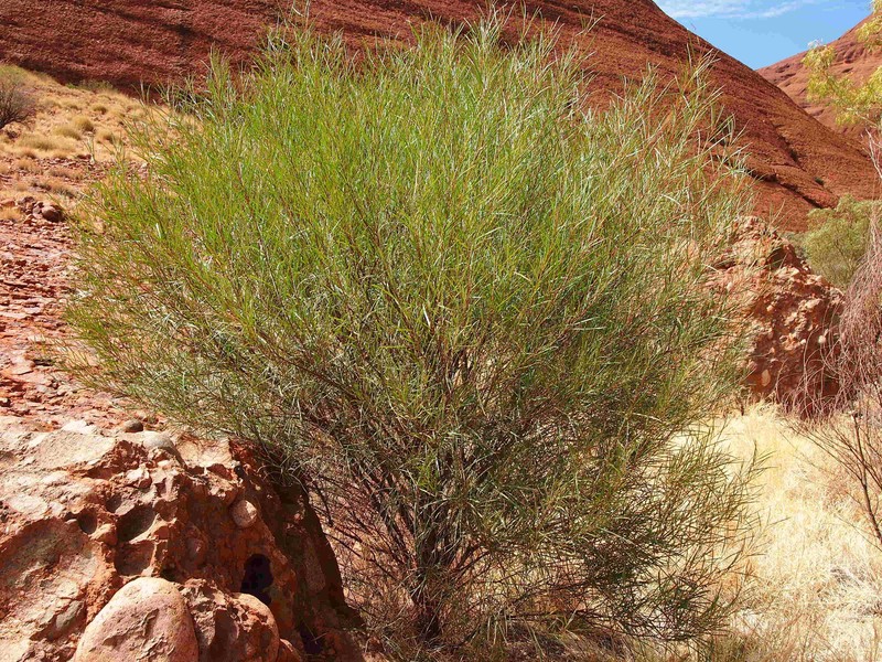 Acacia olgana