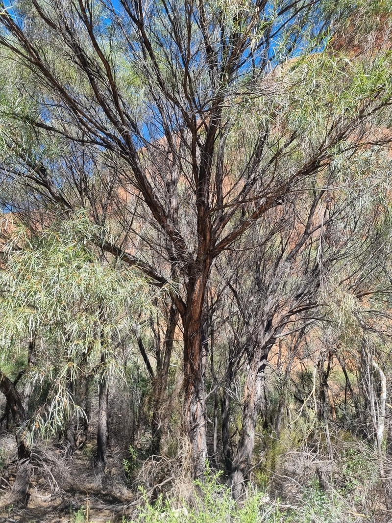 Acacia olgana photo 2