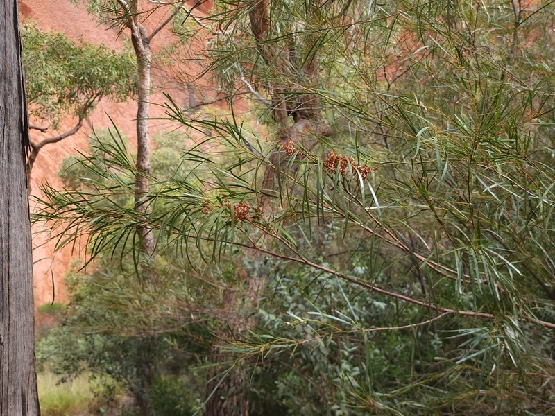 Acacia olgana photo 3