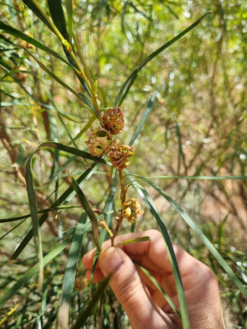 Acacia olgana photo 4