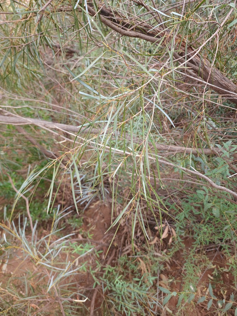 Acacia olgana photo 5