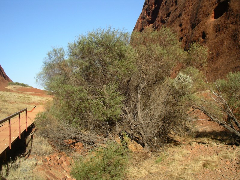 Acacia olgana photo 6