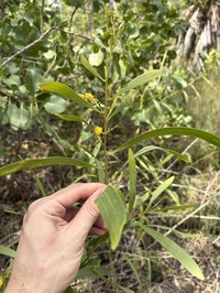 Acacia oligoneura