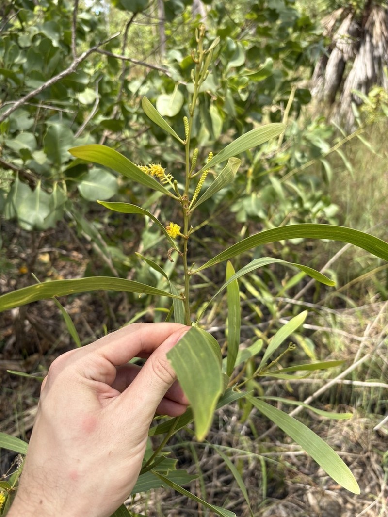 Acacia oligoneura