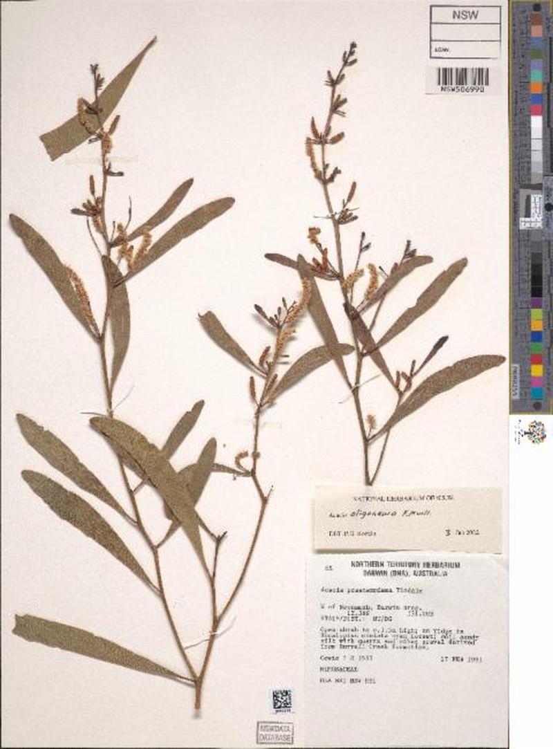 Acacia oligoneura photo 6
