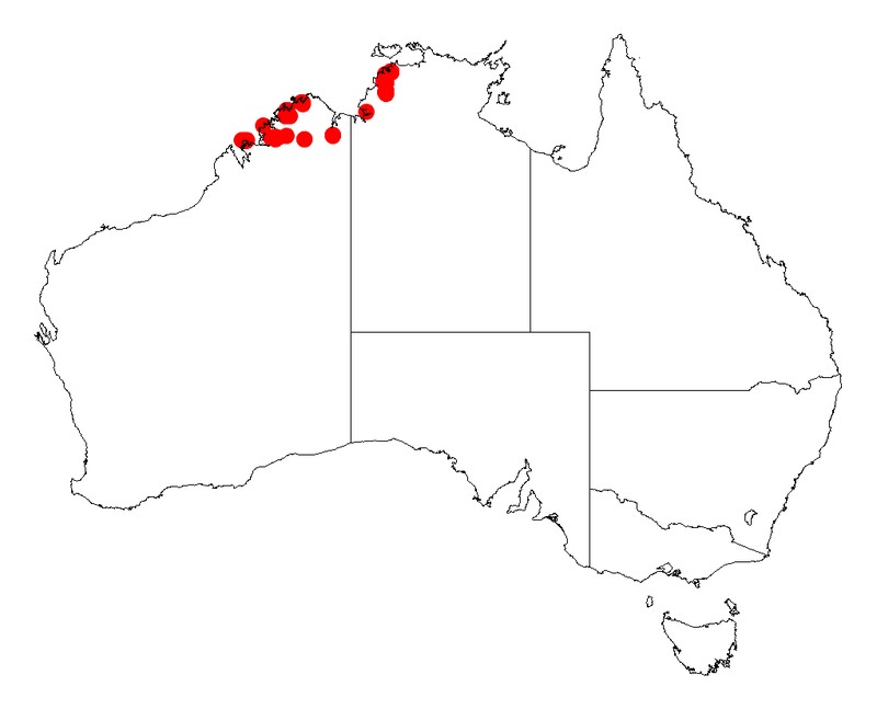 Acacia oligoneura