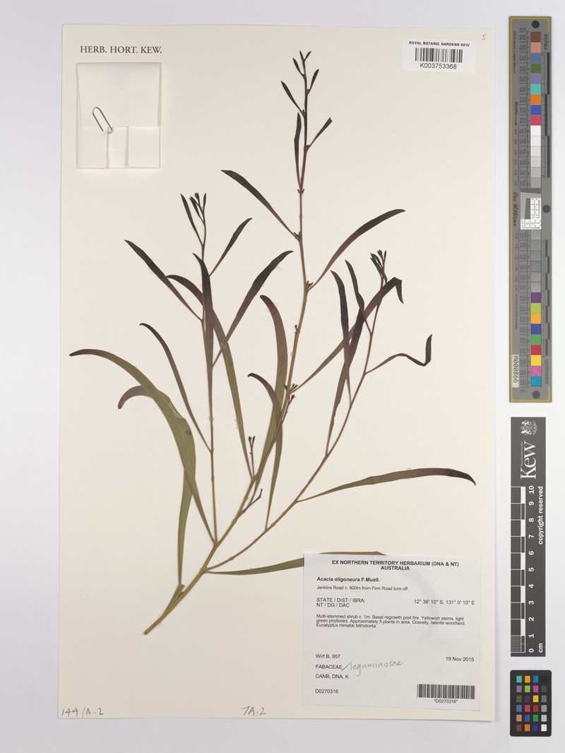 Acacia oligoneura photo 2
