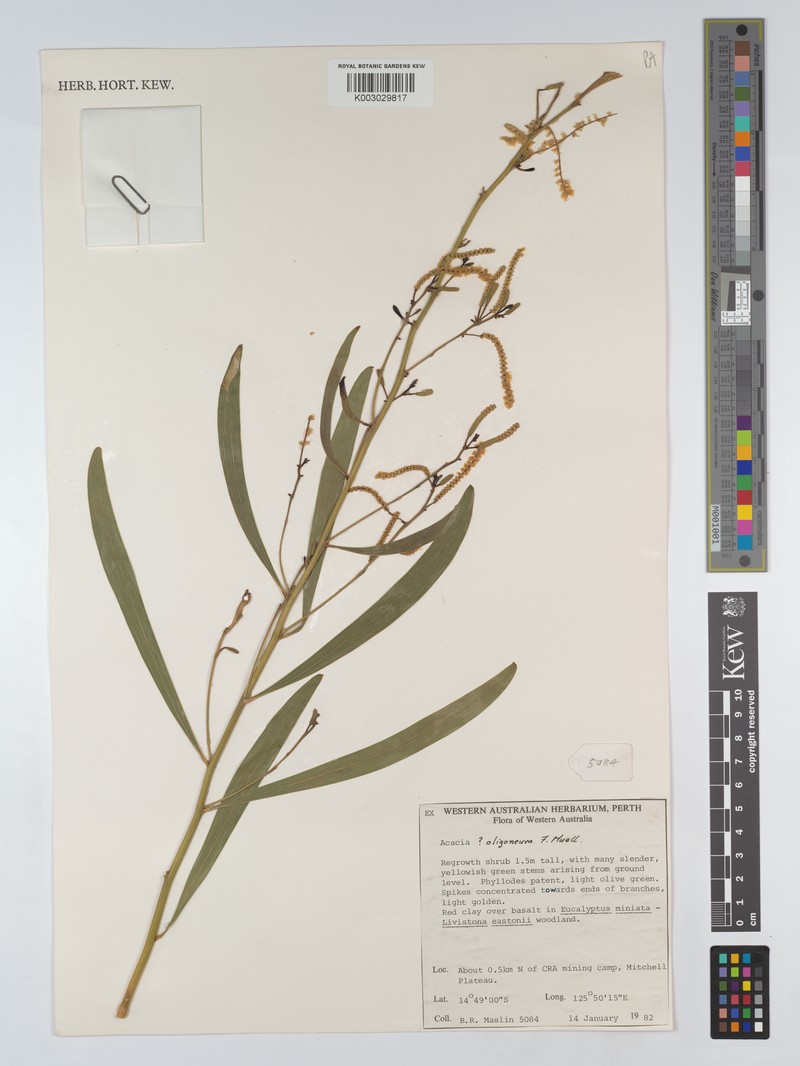 Acacia oligoneura photo 3