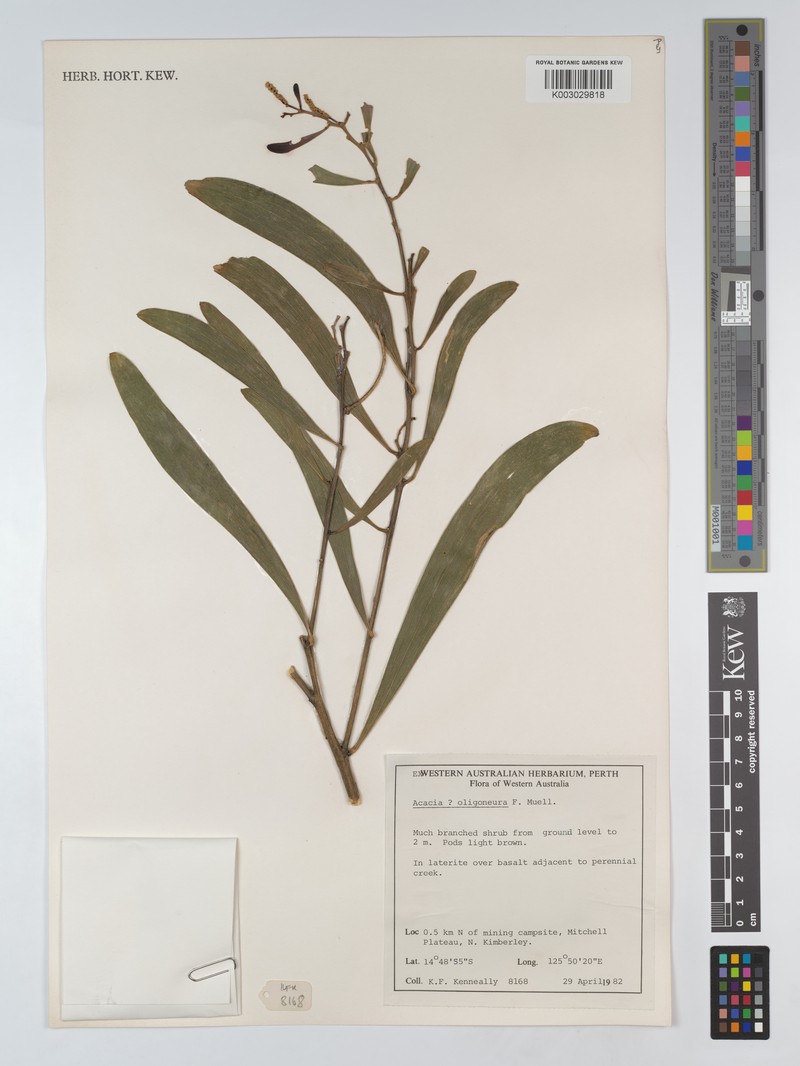 Acacia oligoneura photo 4