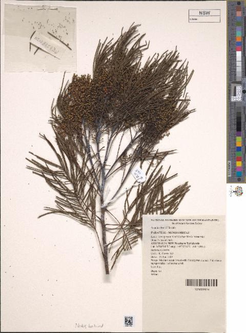 Acacia olsenii