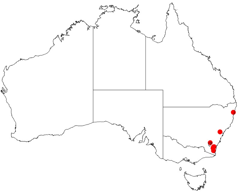 Acacia olsenii