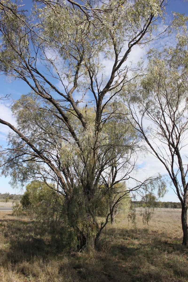 Yarran photo 3