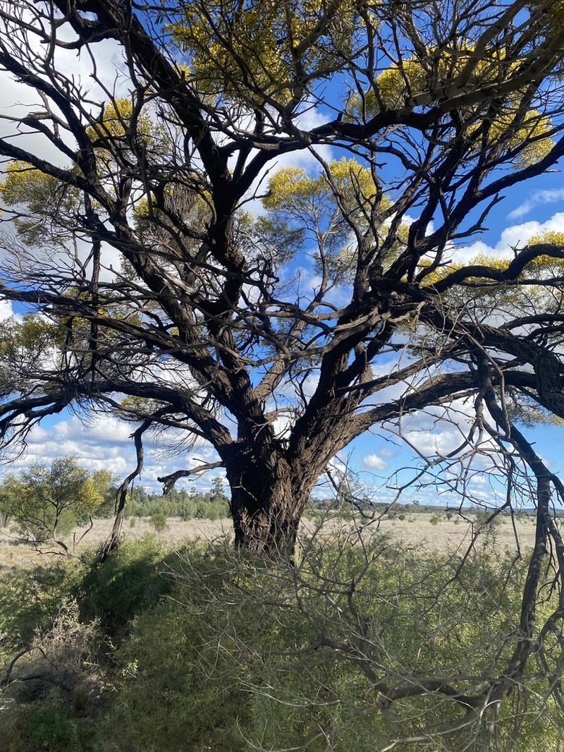 Yarran photo 4